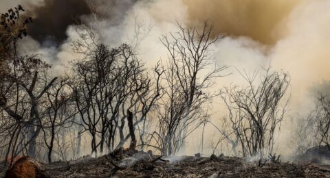 Imagem do post ICMBio suspeita de incêndio criminoso na Floresta Nacional de Brasília
