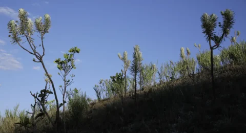 Imagem do post Dia do Cerrado: bioma é o segundo mais ameaçado no país
