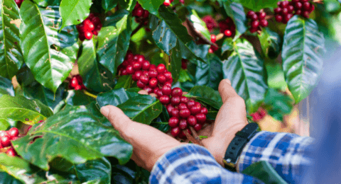 Imagem do post Chapada Diamantina conquista Indicação Geográfica para cafés produzidos na região