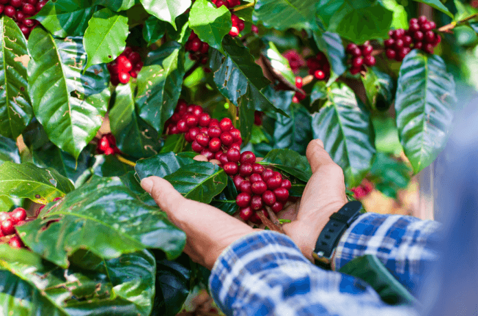 Chapada Diamantina conquista Indicação Geográfica para cafés produzidos na região