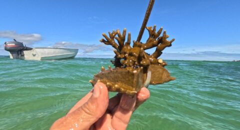 Imagem do post Startup celebra BTS com realização de Oficina de Restauração de Corais na Ilha de Itaparica