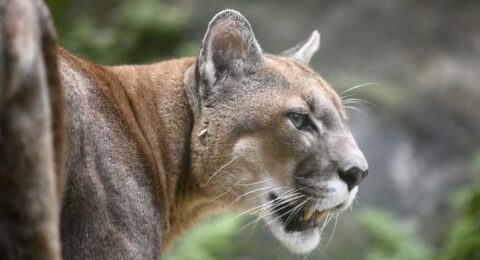Imagem do post Felinário será reaberto em programação especial do zoo para o Dia das Crianças
