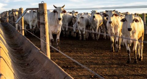 Imagem do post Bahia ultrapassa 13,1 milhões de cabeças de gado e lidera produção no Nordeste