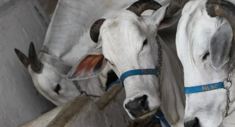 Imagem do post Fenagro 2024 vai contar com mais de 2200 animais