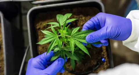 Imagem do post Segunda edição da ExpoCannabis apresenta novos usos da planta