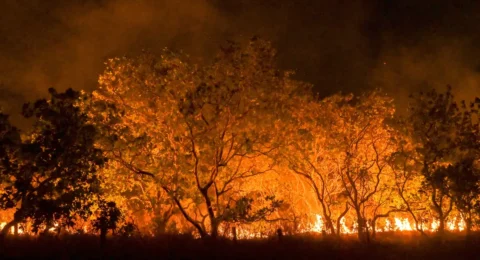Imagem do post Amazônia tem diversidade empobrecida por incêndios florestais