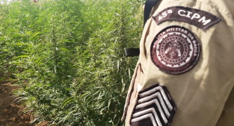 Imagem do post PM incinera 65 mil pés de maconha em Curaçá