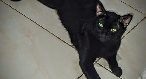 Imagem do post Castramóvel inicia atendimentos na Avenida Paralela