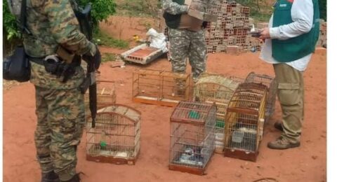 Imagem do post PM apreende oito armas de fogo e resgata 141 aves silvestres durante operação em Jeremoabo