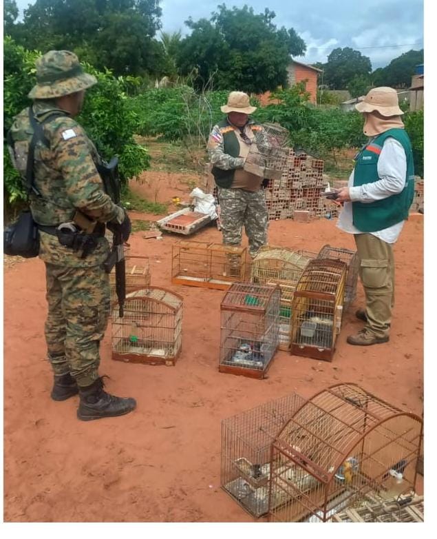 PM apreende oito armas de fogo e resgata 141 aves silvestres durante operação em Jeremoabo