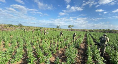 Imagem do post PM erradica 90 mil pés de maconha no norte baiano