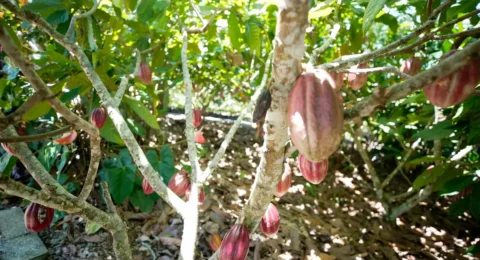 Imagem do post Fundo vai financiar pequenos agricultores de cacau na Bahia