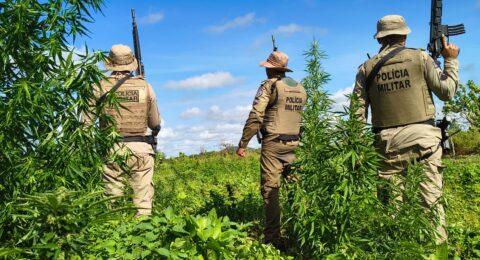 Imagem do post PM erradica mais de 15 mil pés de maconha em Curaçá