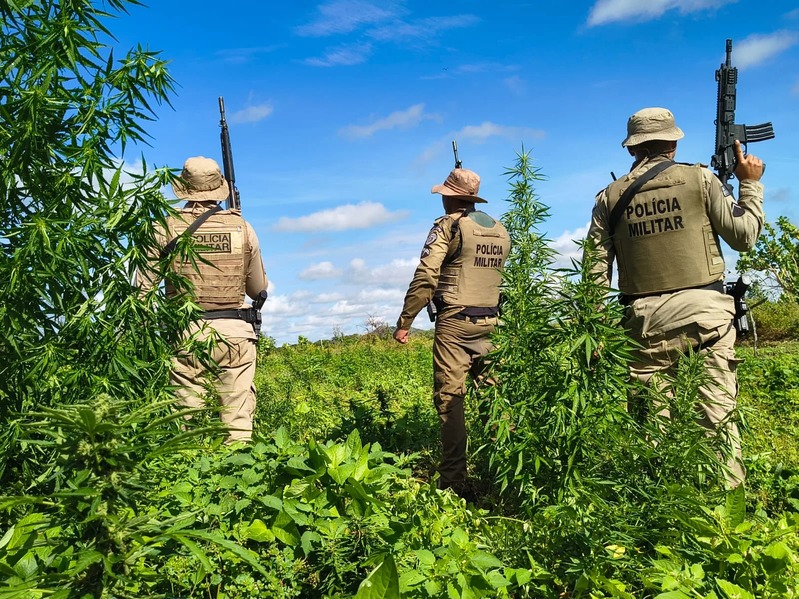 PM erradica mais de 15 mil pés de maconha em Curaçá