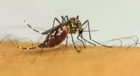 Imagem do post Brasil ultrapassa 1 milhão de casos prováveis de dengue em 2025