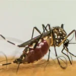 Dengue: veja os bairros de Salvador com maior risco