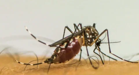 Imagem do post Dengue: veja os bairros de Salvador com maior risco