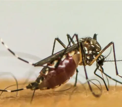 Imagem do post Dengue: veja os bairros de Salvador com maior risco