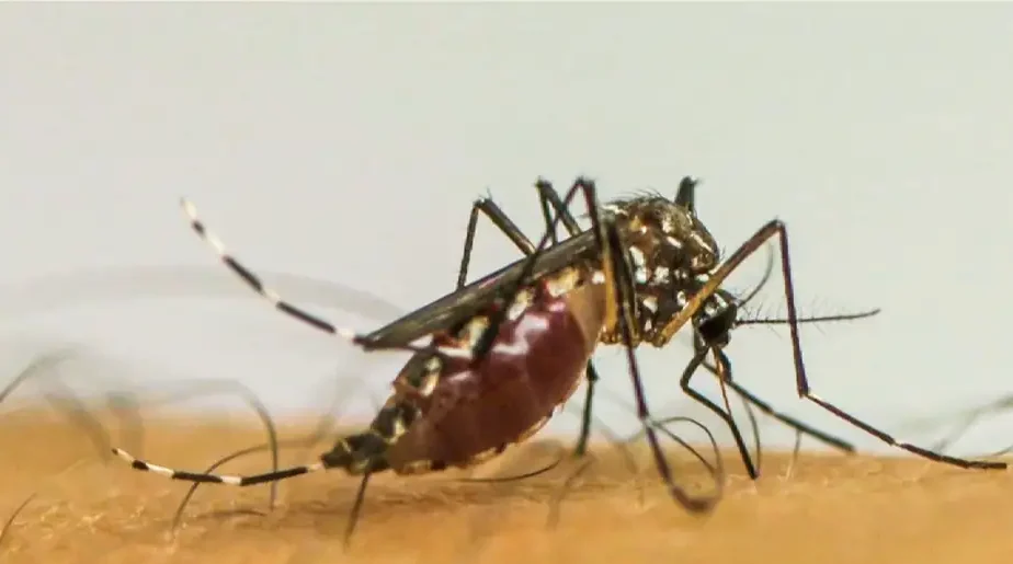 Imagem do post Dengue: veja os bairros de Salvador com maior risco