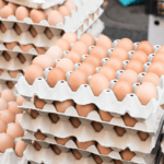 Avicultura baiana cresce 16,3% em 2025 e projeta expansão em 2026