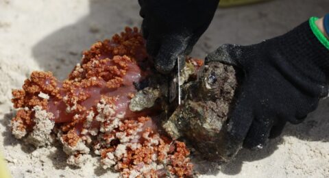 Imagem do post Operação busca erradicar coral invasor da Baía de Todos-os-Santos