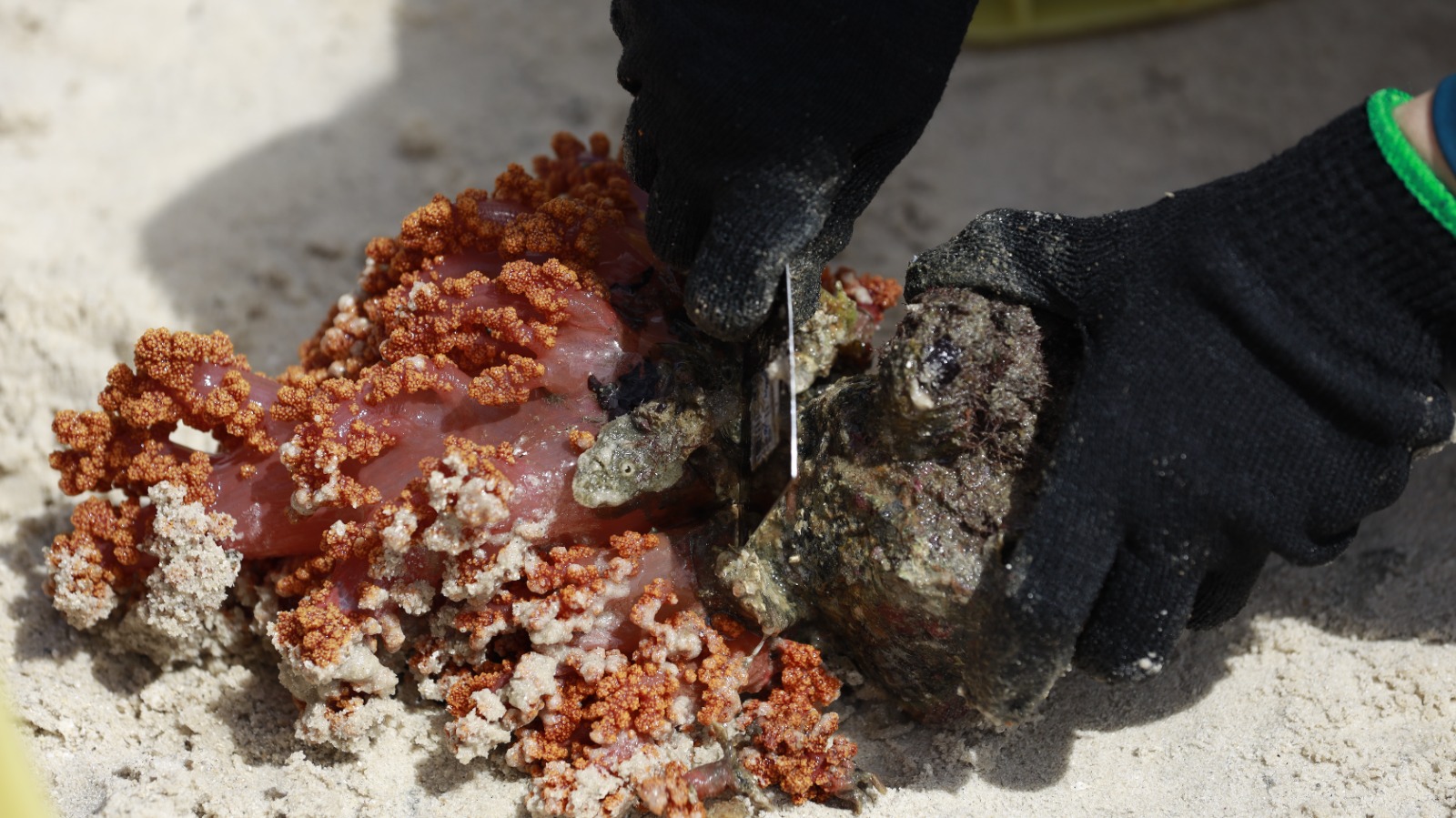 Operação busca erradicar coral invasor da Baía de Todos-os-Santos
