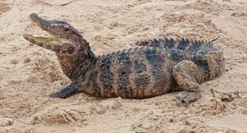 Imagem do post Jacaré é encontrado na praia de Patamares