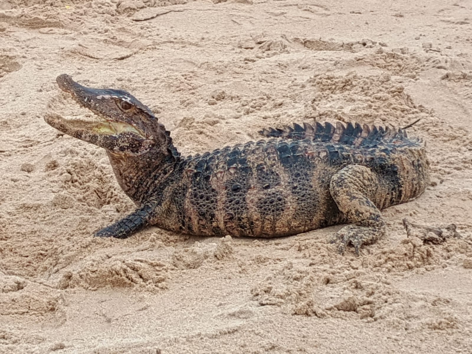 Jacaré é encontrado na praia de Patamares