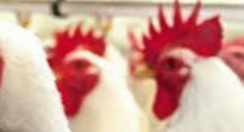 Imagem do post Caso de gripe aviária no Brasil marca nova etapa do vírus