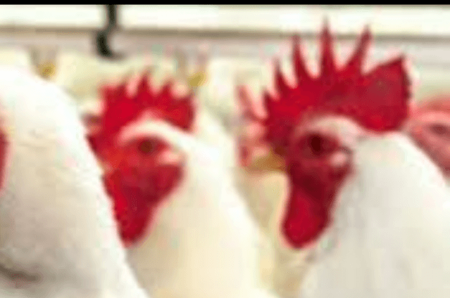 Caso de gripe aviária no Brasil marca nova etapa do vírus