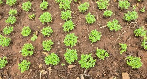 Imagem do post Terreno usado para plantio de maconha é localizado