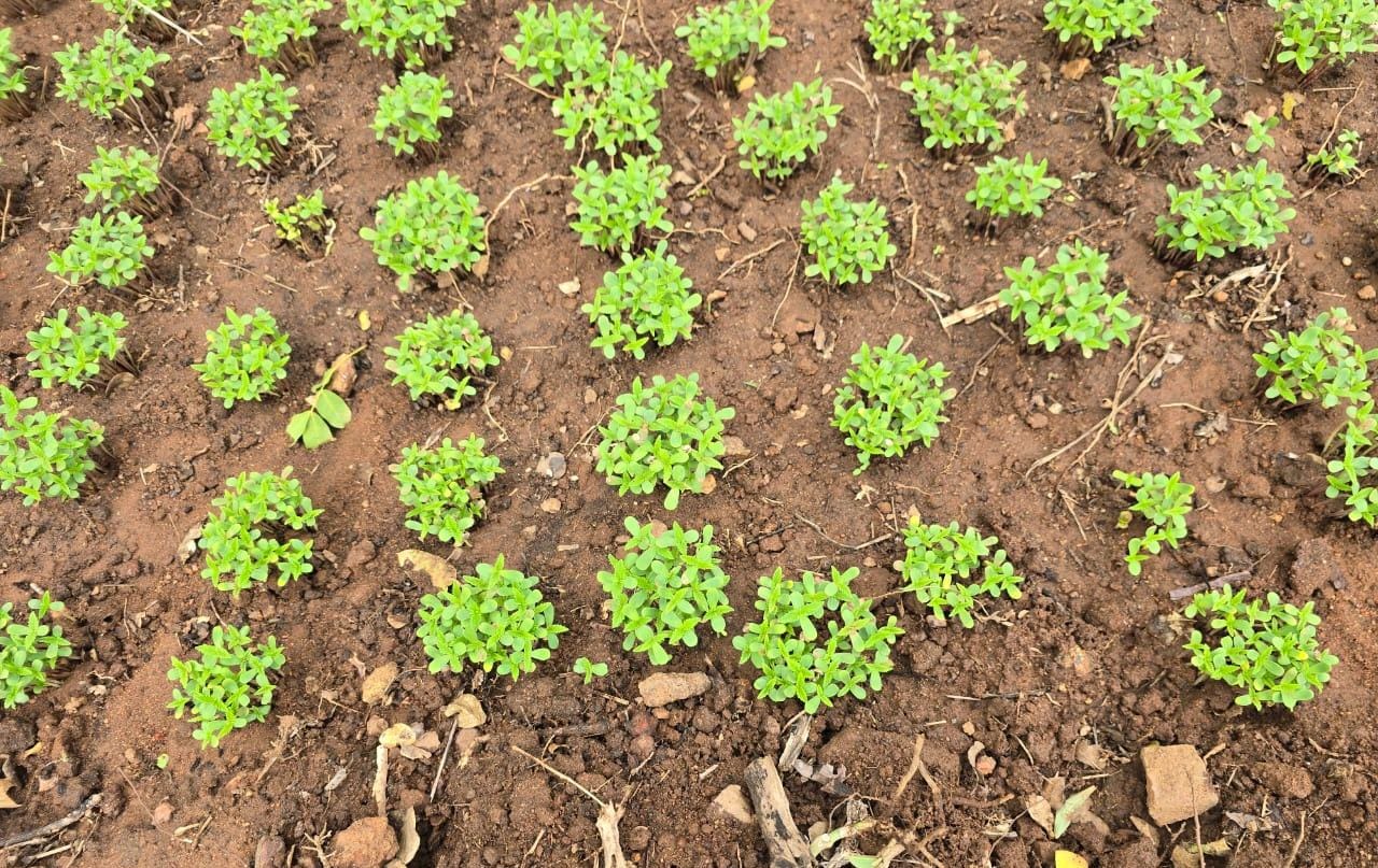 Terreno usado para plantio de maconha é localizado