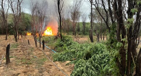 Imagem do post PM erradica mais de 104 mil pés de maconha