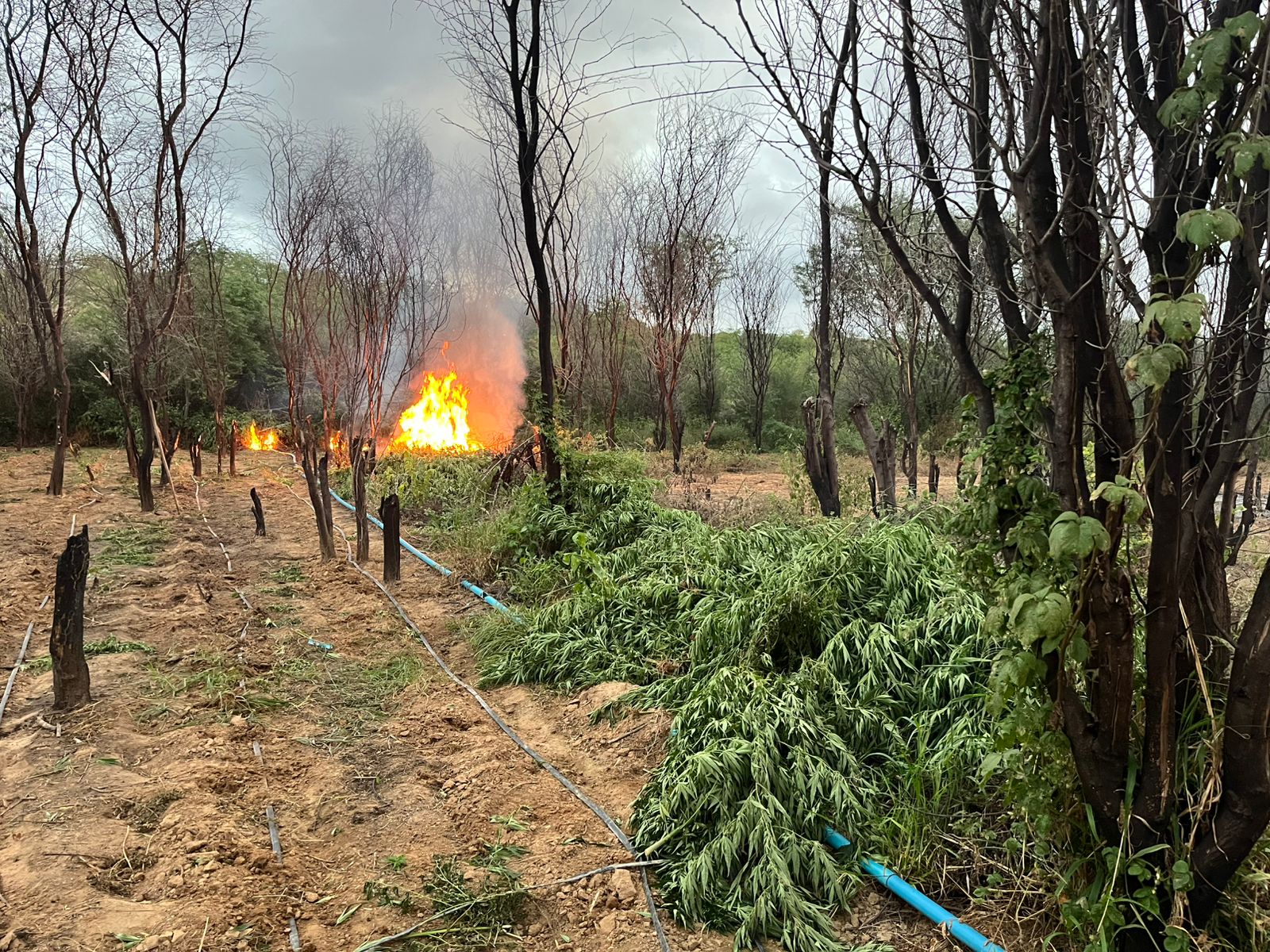 PM erradica mais de 104 mil pés de maconha