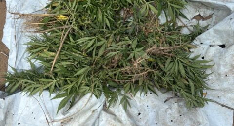 Imagem do post PM erradica 11 mil pés de maconha em Jaguarari