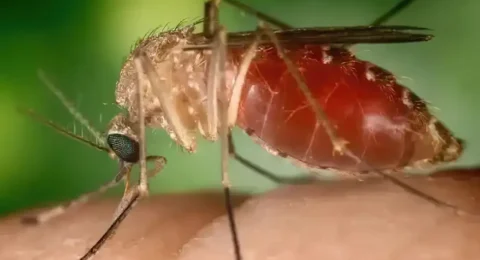 Imagem do post Casos de febre oropouche disparam no Brasil