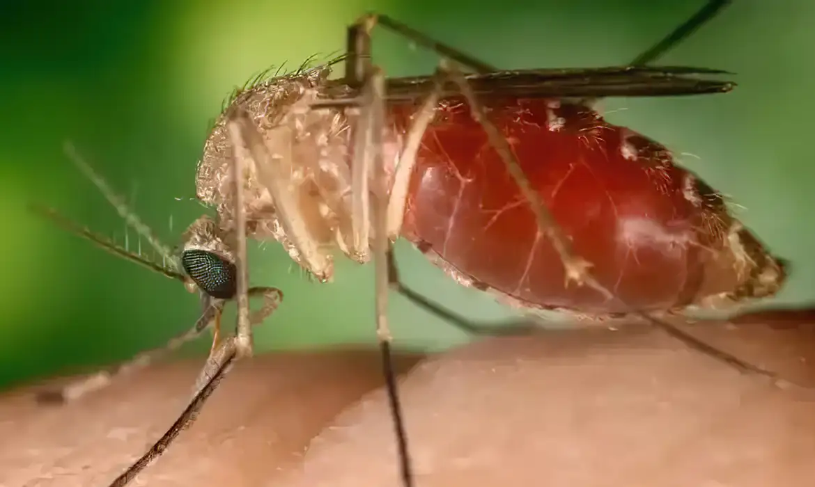 Casos de febre oropouche disparam no Brasil