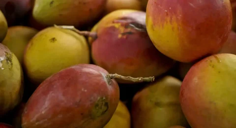 Imagem do post Produtores de frutas veem avanço em pacote contra sobretaxas dos EUA