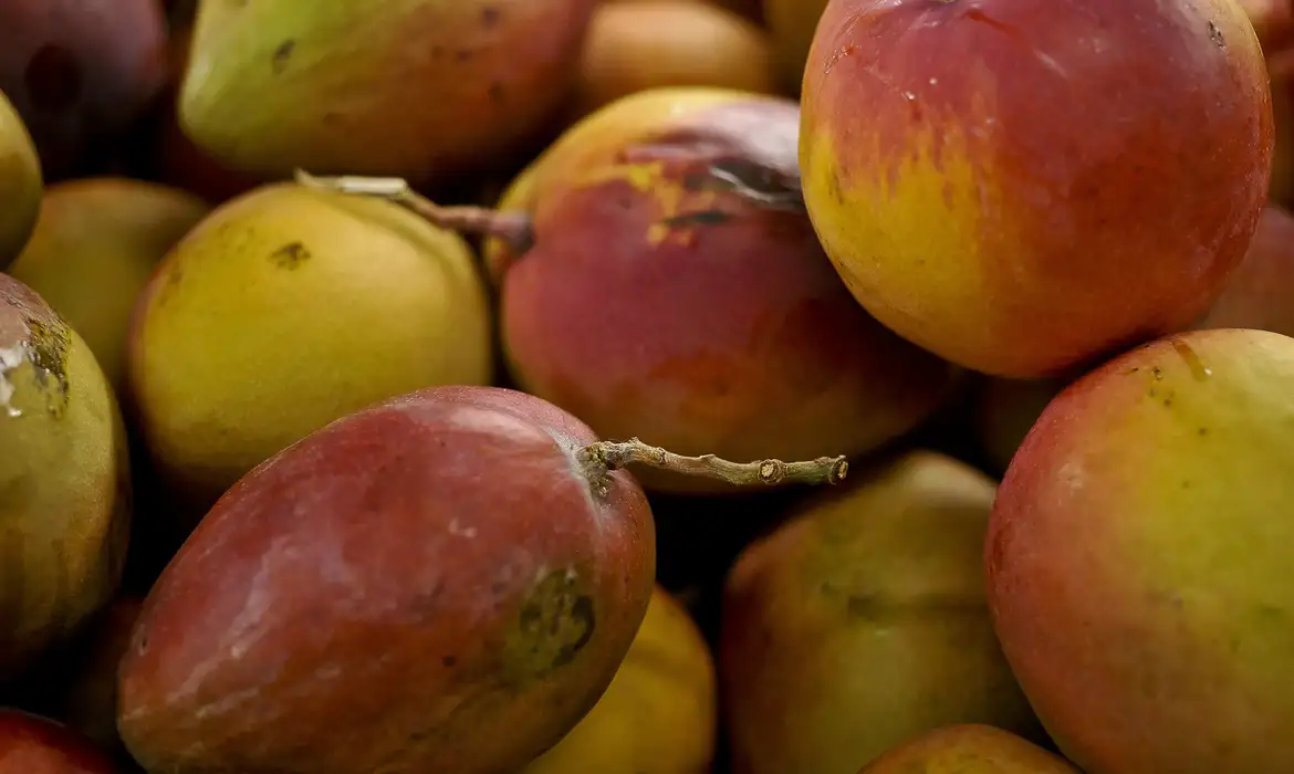 Produtores de frutas veem avanço em pacote contra sobretaxas dos EUA
