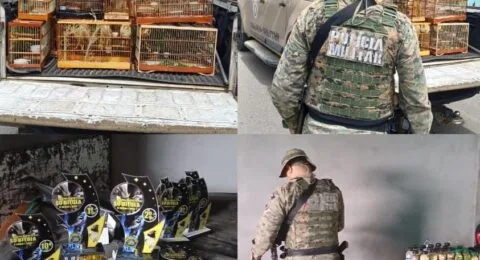Imagem do post Rinha é descoberta e aves silvestres são apreendidas pela PM em Lauro de Freitas