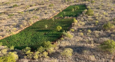 Imagem do post Operação encontra 200 mil pés de maconha