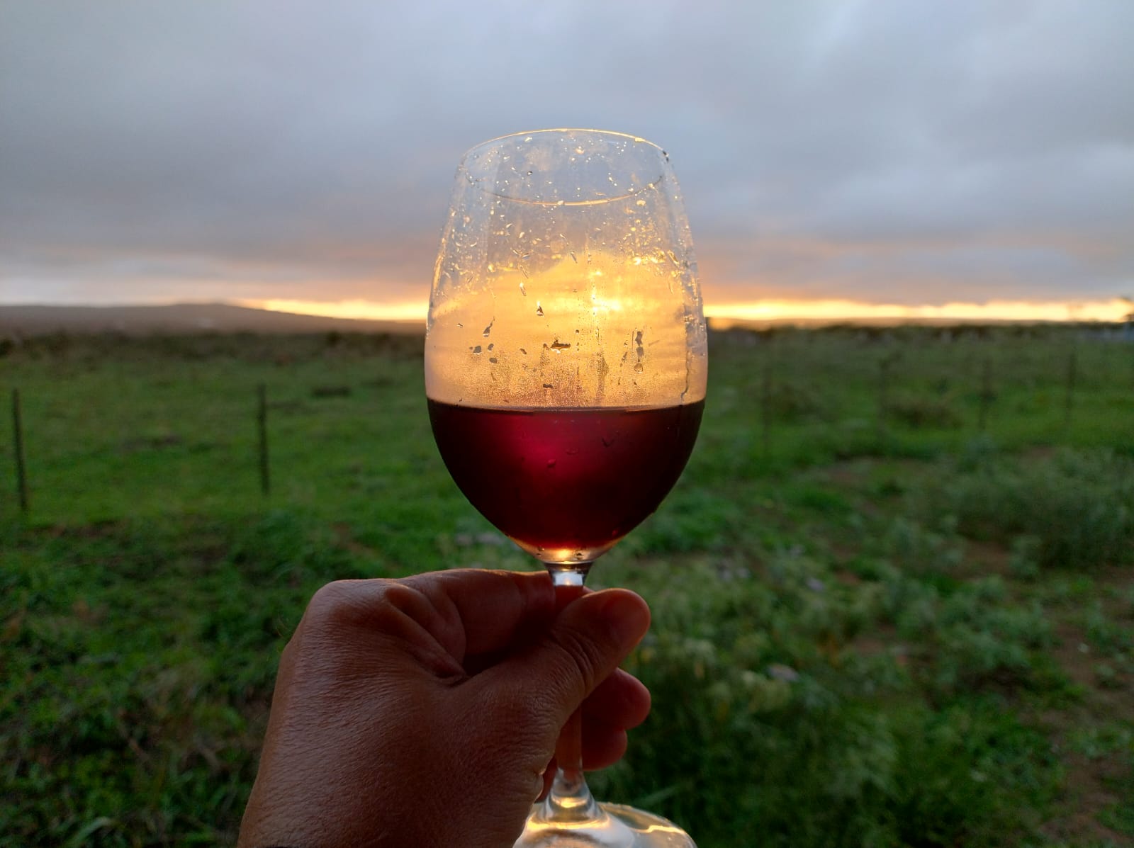 Dia do Sommelier é celebrado nesta sexta-feira (29)