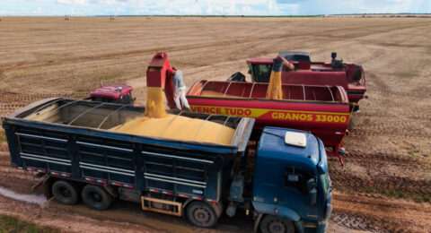 Imagem do post Bahia prevê safra recorde de grãos em 2025