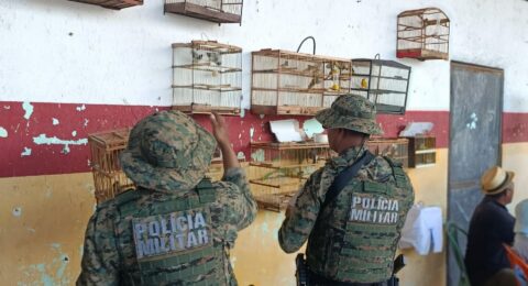 Imagem do post PM resgata 77 aves silvestres e prende dois homens