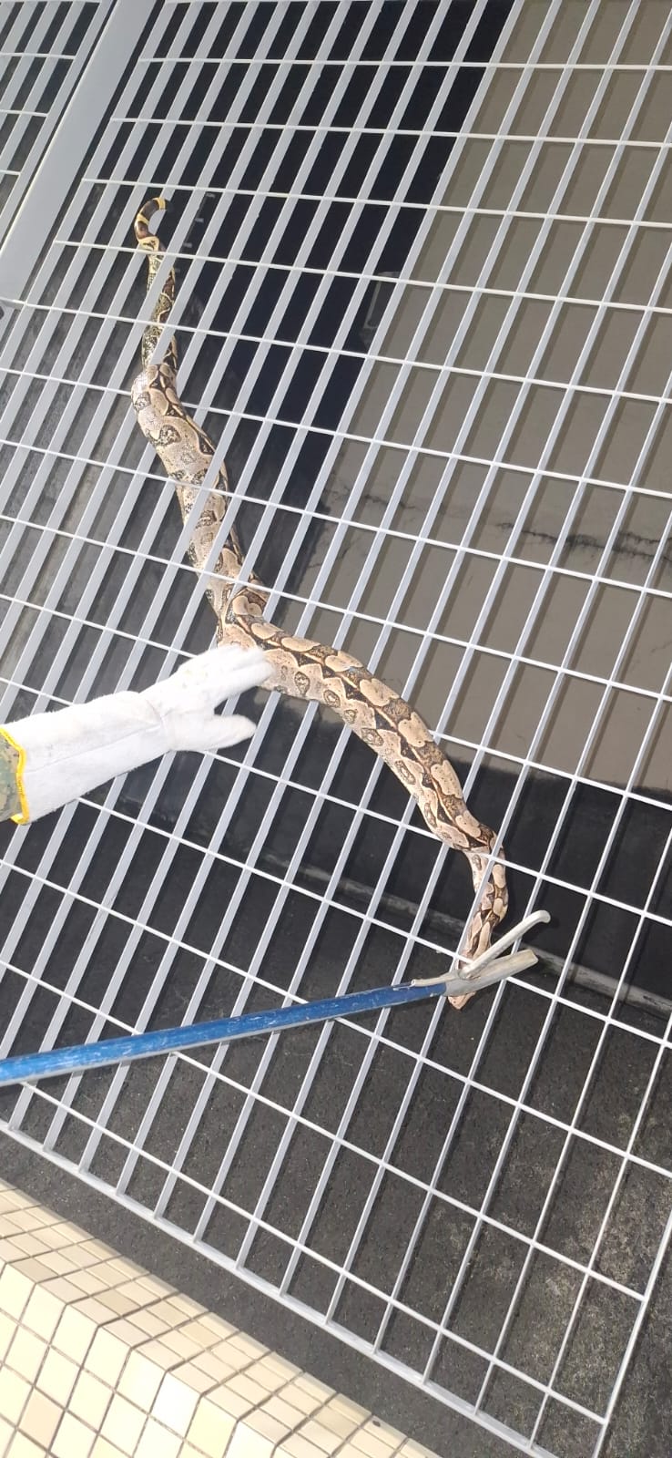 Jiboia é resgatada por policiais no metrô de Salvador