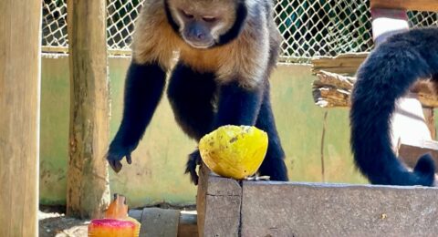 Imagem do post Zoo Bahia reforça cuidados com animais no verão