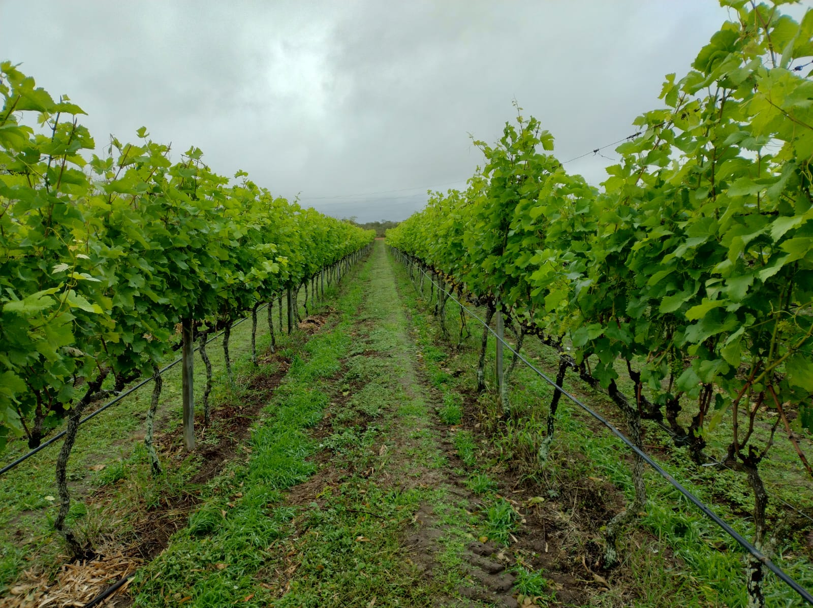 Imagem do post Produção de vinhos no Brasil cresce 38% em 2025