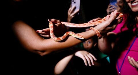 Imagem do post Zoo Noturno abre programação de férias no Parque Zoobotânico