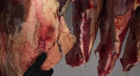 Imagem do post Operação Harpia desmantela esquema de gado furtado na Bahia