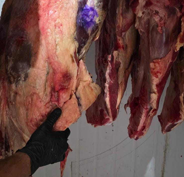 Operação Harpia desmantela esquema de gado furtado na Bahia